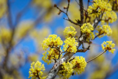 Sahne Cornus officinalis çiçek Festivali Gurye, Güney Kore