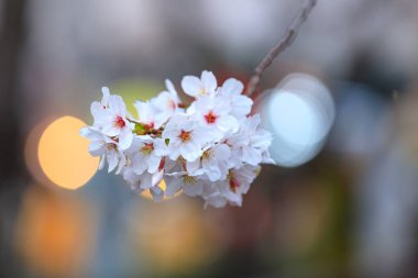 Bahar zamanı - güzel doğa arka plan güzel kiraz çiçeği sakura