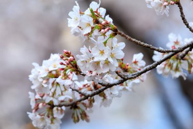 Bahar zamanı - güzel doğa arka plan güzel kiraz çiçeği sakura