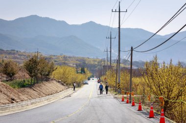 Gurye, Güney Kore - 26 Mart 2018: sahne Cornus officinalis çiçek Festivali Gurye