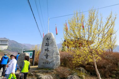 Gurye, Güney Kore - 26 Mart 2018: sahne Cornus officinalis çiçek Festivali Gurye