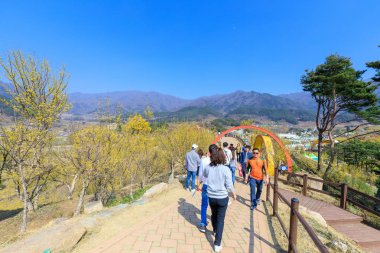 Gurye, Güney Kore - 26 Mart 2018: sahne Cornus officinalis çiçek Festivali Gurye