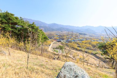 Gurye, Güney Kore - 26 Mart 2018: sahne Cornus officinalis çiçek Festivali Gurye