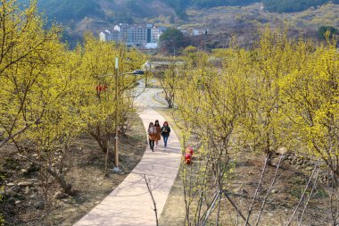 Gurye, Güney Kore - 26 Mart 2018: sahne Cornus officinalis çiçek Festivali Gurye