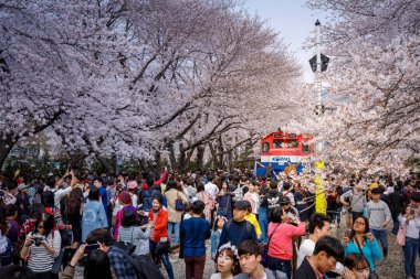 Jinhae, Güney Kore - 1 Nisan 2018: Jinhae Gunhangje en büyük kiraz çiçeği Festivali Kore'de festivaldir. Turist çekim güzel sahne Gyeonghwa istasyonunda