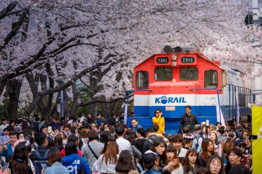 Jinhae, Güney Kore - 1 Nisan 2018: Jinhae Gunhangje en büyük kiraz çiçeği Festivali Kore'de festivaldir. Turist çekim güzel sahne Gyeonghwa istasyonunda