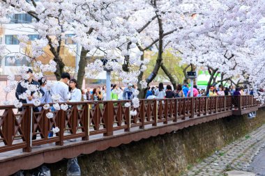 Jinhae, Güney Kore - 1 Nisan 2018: Jinhae Gunhangje Festivali Cherry Blossom Festivali Güney Kore, Yeojwacheon akışı, Jinhae Sakura Festivali, Jinhae kiraz çiçeği