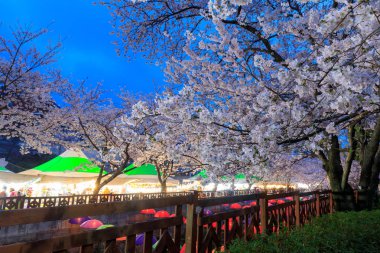 Jinhae, Güney Kore - 1 Nisan 2018: bahar Cherry blossom Festivali Yeojwacheon akışı Jinhae gece