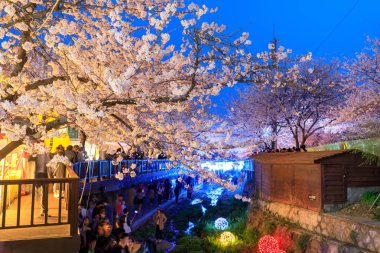 Jinhae, Güney Kore - 1 Nisan 2018: bahar Cherry blossom Festivali Yeojwacheon akışı Jinhae gece