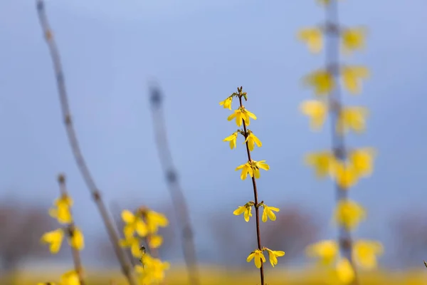 Ανθισμένα Λουλούδια Του Forsythia Φόντο Μπλε Του Ουρανού — Φωτογραφία Αρχείου