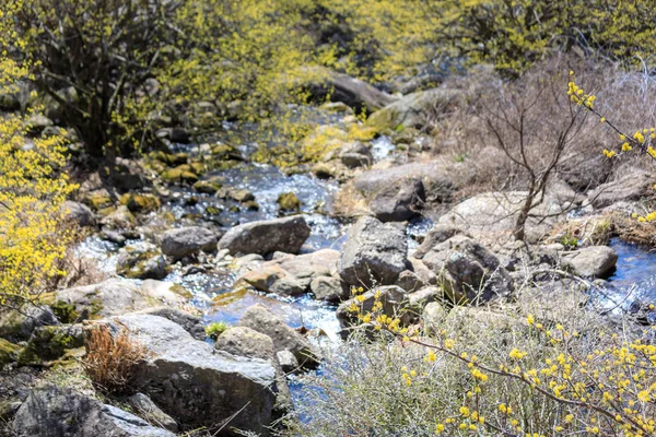 Sahne Cornus officinalis çiçek Festivali Gurye, Güney Kore