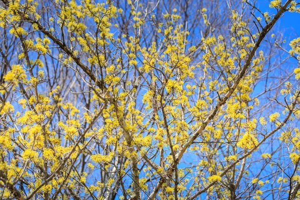 Τοπίο Του Cornus Officinalis Ανθεστήρια Gurye Νότιος Κορέα — Φωτογραφία Αρχείου