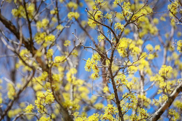 Τοπίο Του Cornus Officinalis Ανθεστήρια Gurye Νότιος Κορέα — Φωτογραφία Αρχείου