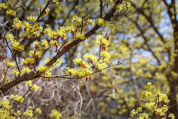 Τοπίο Του Cornus Officinalis Ανθεστήρια Gurye Νότιος Κορέα — Φωτογραφία Αρχείου