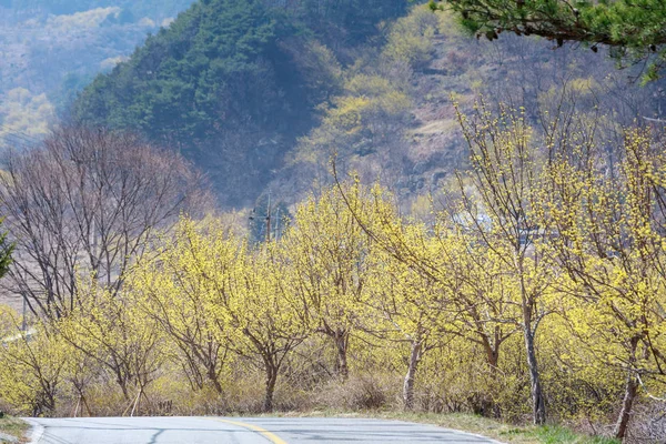 Τοπίο Του Cornus Officinalis Ανθεστήρια Gurye Νότιος Κορέα — Φωτογραφία Αρχείου