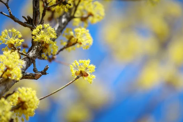 Τοπίο Του Cornus Officinalis Ανθεστήρια Gurye Νότιος Κορέα — Φωτογραφία Αρχείου