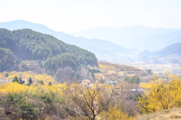 Gurye Corea Del Sud Marzo 2018 Scenario Del Cornus Officinalis — Foto Stock