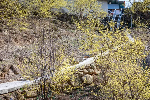 Gurye Güney Kore Mart 2018 Sahne Cornus Officinalis Çiçek Festivali — Stok fotoğraf