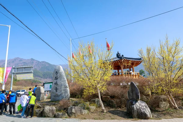 Gurye, Güney Kore - 26 Mart 2018: sahne Cornus officinalis çiçek Festivali Gurye