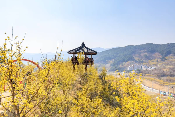 Gurye Südkorea März 2018 Landschaft Des Cornus Officinalis Blütenfestivals Gurye — Stockfoto