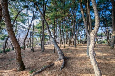 Yürüyüş dağlar yolu, arka yüzüne Gimhae Gyeongsang eyaletinde Ulusal Müzesi