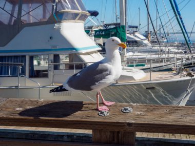 San Francisco Pier 39 martı, Kaliforniya ABD