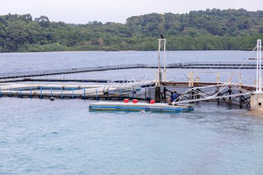 Subic Bay, Manila, Filipinler: 28 Ocak 2018 - eğitmenler wating yunuslar, okyanus macera Subic bay