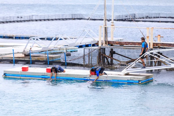 Subic Bay, Manila, Filipinler: 28 Ocak 2018 - eğitmenler wating yunuslar, okyanus macera Subic bay