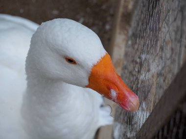 Beyaz ördek ile çit, yaz sezonu uyku