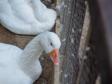 Beyaz ördek ile çit, yaz sezonu uyku