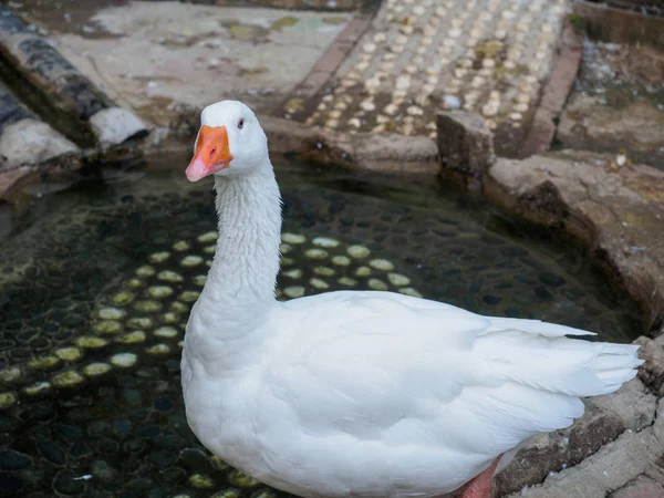 白色鸭子站立在水池 夏天季节 — 图库照片