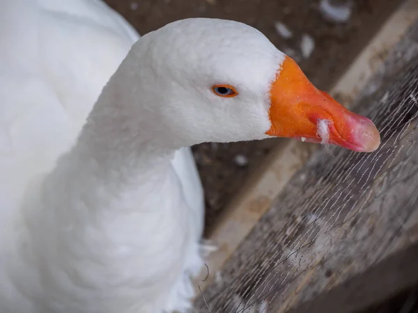 白色鸭子睡觉与篱芭 夏天季节 — 图库照片
