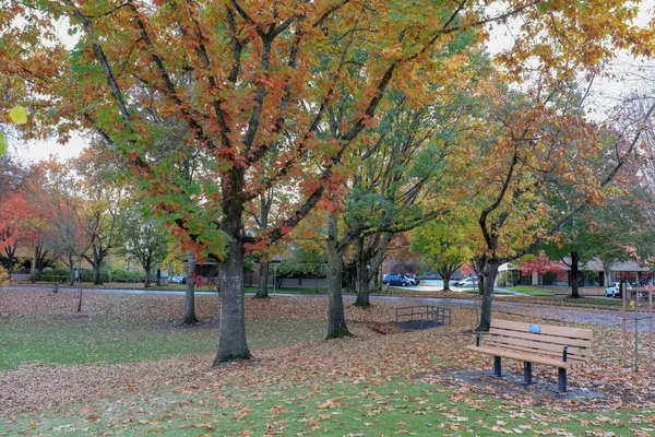 Πολύχρωμα Φύλλα Φθινόπωρο Σεζόν Στο Πάρκο — Φωτογραφία Αρχείου