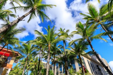 Honolulu, Hawaii - 23 Aralık 2018: Kalakaua Avenue Honolulu palmiye Hindistan cevizi ağaçları ile kaplı