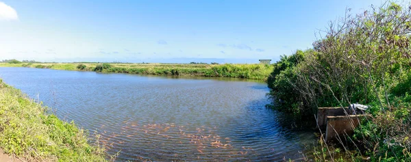 夏威夷瓦胡岛檀香山附近的虾养殖场 — 图库照片