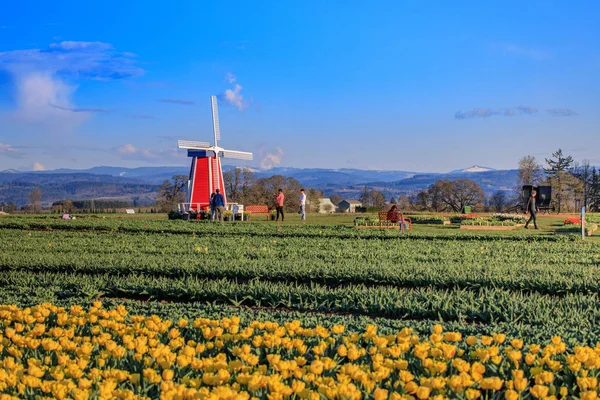 Scene of Wooden Shoe Tulip Festival, Farm in the Clackamas County, Oregon — Stock Photo, Image