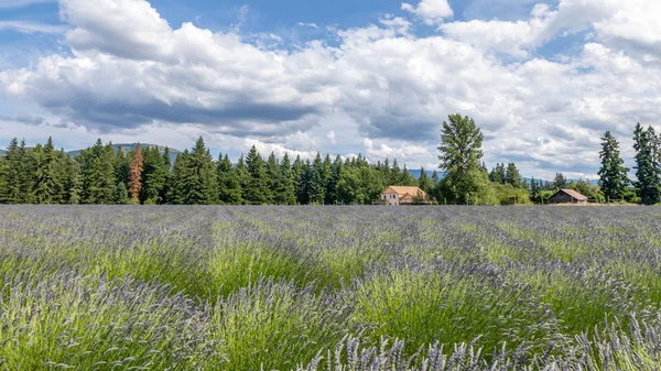 Capuz mt vale de lavanda em Oregon — Fotografia de Stock