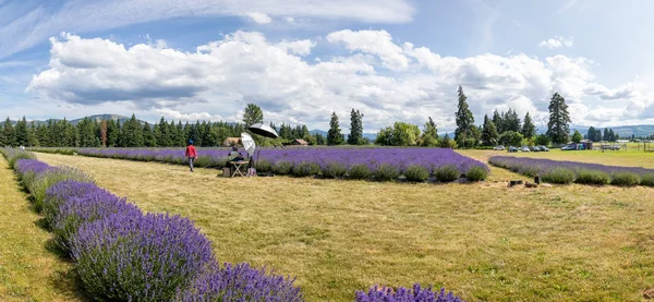 Lavender valley mt hood in Oregon — Stock Photo, Image