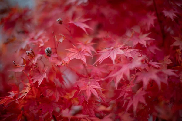 秋の紅葉 — ストック写真