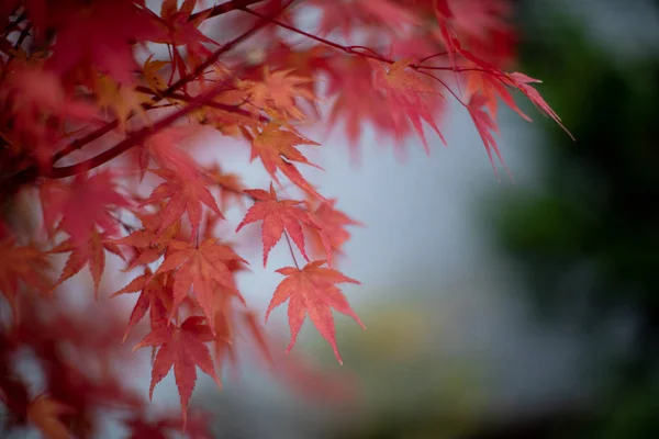 秋の紅葉 — ストック写真