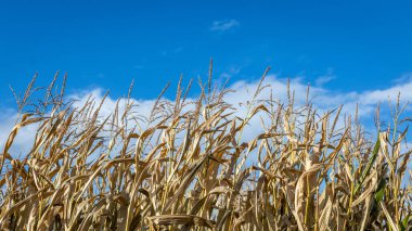Sonbahar mevsiminde mavi gökyüzünün arkasındaki mısır tarlası