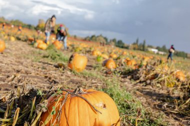 Balkabağı tarlası, sonbahar, sonbahar, Cadılar Bayramı, Şükran Günü