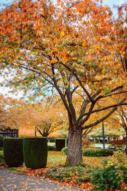 Sonbahar manzarası, Sonbahar mevsiminde Park.