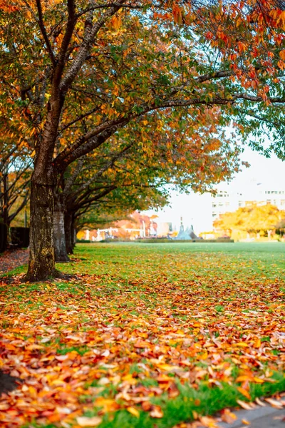 Herbstlandschaft, Park im Herbst. — Stockfoto