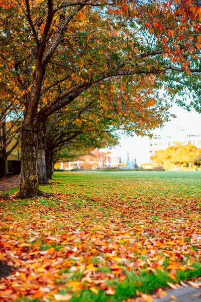 Paisaje de otoño, Parque en temporada de otoño . —  Fotos de Stock