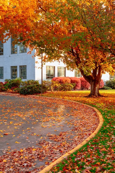 Paisaje de otoño, Parque en temporada de otoño . —  Fotos de Stock