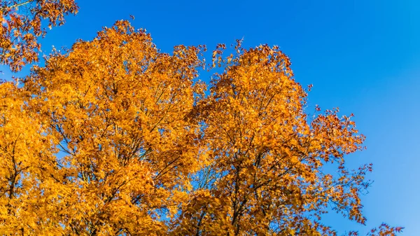 Colorful leaves behind blue sky — Stock Photo, Image