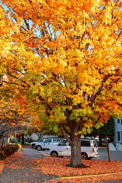 秋のオレゴン州議事堂州立公園 — ストック写真