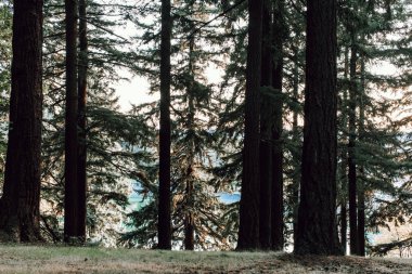 Güneşli bir öğleden sonra yürüyüşü. Portland 'daki Tabor Park, Sonbahar sezonu