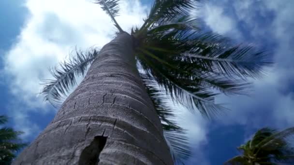 Vue du bas vers le haut d'un palmier. Ciel bleu avec nuages. Météo venteuse . — Video